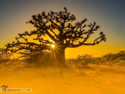 #Baobabki | Spotkania i Podróże 